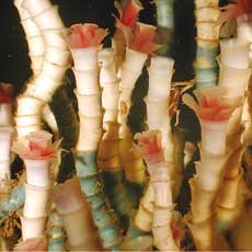 کهنسال‌ترین جانداران سیاره آبی