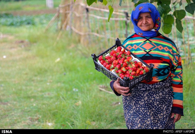 مزرعه توت فرنگی - گرگان (عکس)