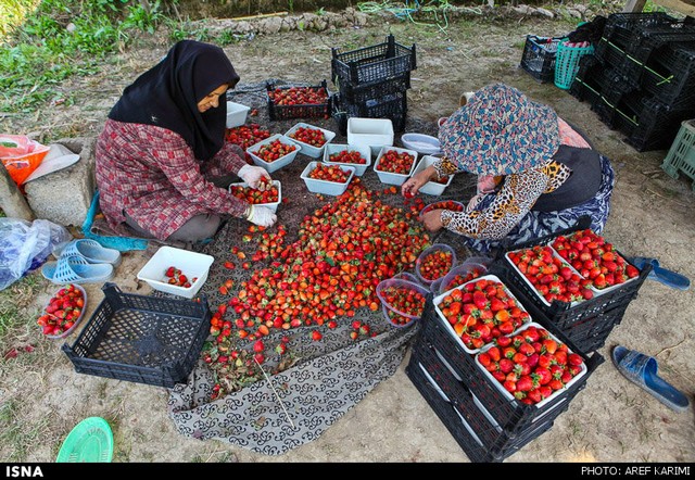 مزرعه توت فرنگی - گرگان (عکس)