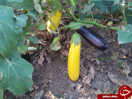 بادمجان‌هایی به رنگ موز! + تصاویر