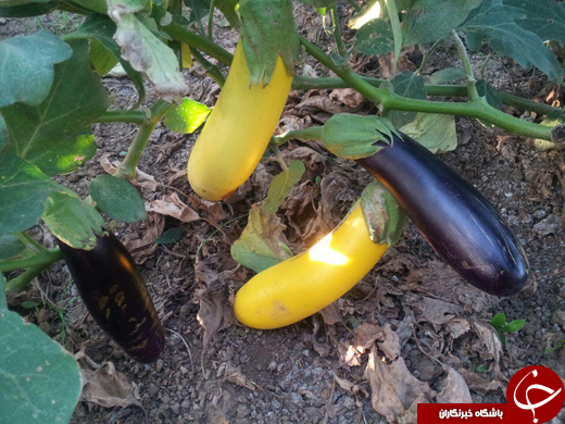 بادمجان‌هایی به رنگ موز! + تصاویر