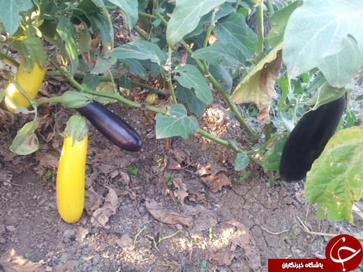 بادمجان‌هایی به رنگ موز! + تصاویر