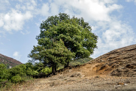 (تصاویر)-ایران زیباست،روستای