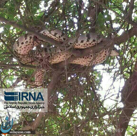 چنبره زدن یک مار 6 متری بالای درخت در خوزستان/عکس