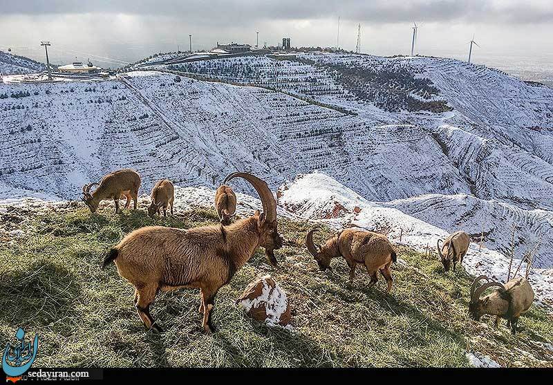 (تصاویر) تفرجگاه کوهستانی عینالی تبریز