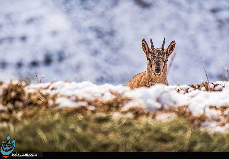 (تصاویر) تفرجگاه کوهستانی عینالی تبریز