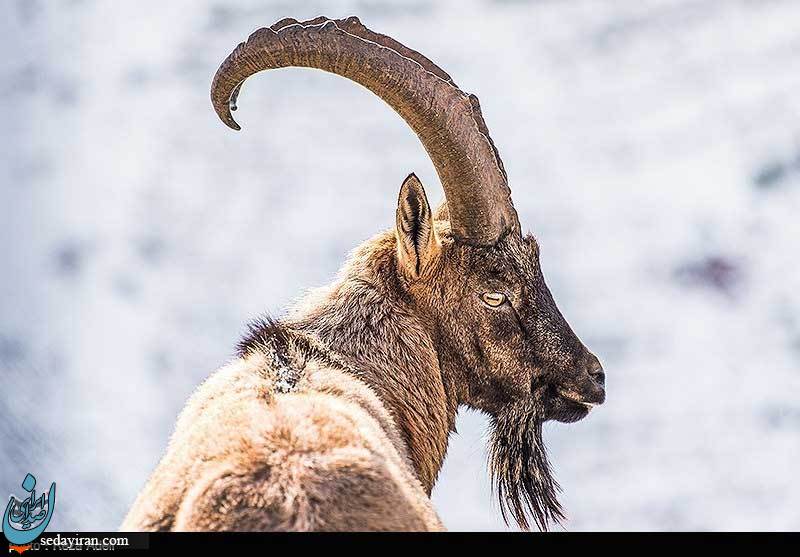 (تصاویر) تفرجگاه کوهستانی عینالی تبریز