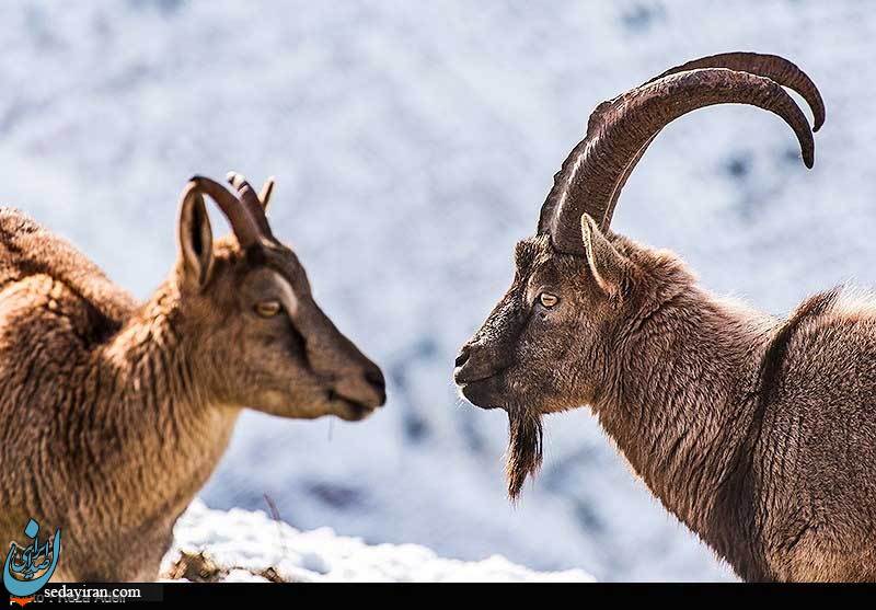 (تصاویر) تفرجگاه کوهستانی عینالی تبریز