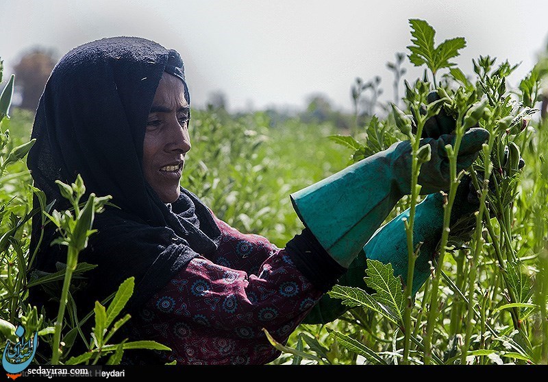 (تصاویر) لچمه ، مادر پاکستانی