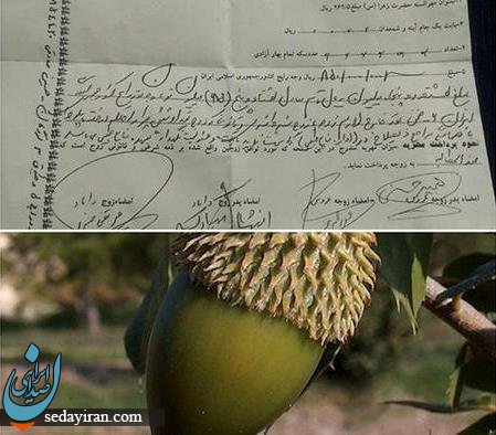 (تصویر)مهریه عجیب عروس لردگانی خبرساز شد