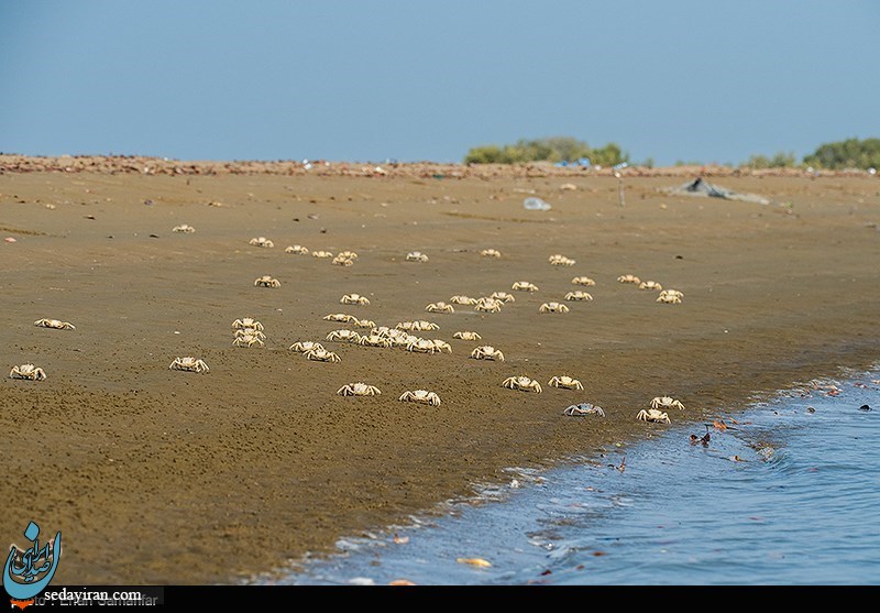 (تصاویر) تالاب خور سیریک