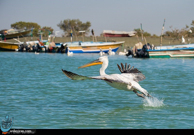 (تصاویر) تالاب خور سیریک