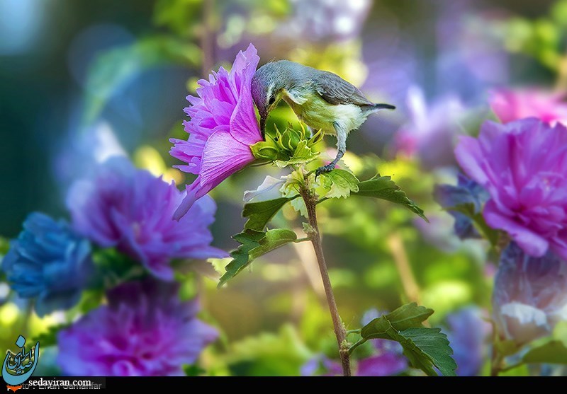 (تصاویر) دنیای زیبای پرندگان