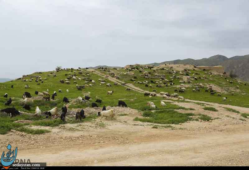 (تصاویر) طبیعت زیبای دشت کاریان