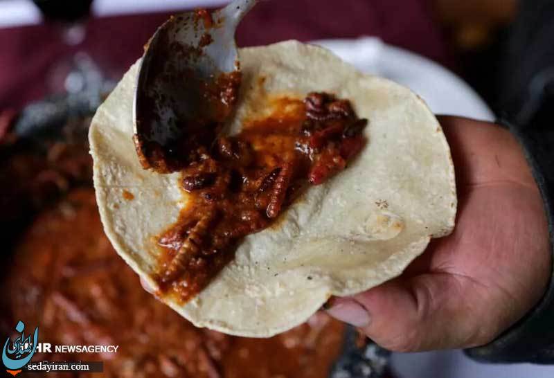(تصاویر) چندش آورترین غذاهای دنیا