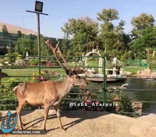 تصاویری از قصر دستیار بابک زنجانی
