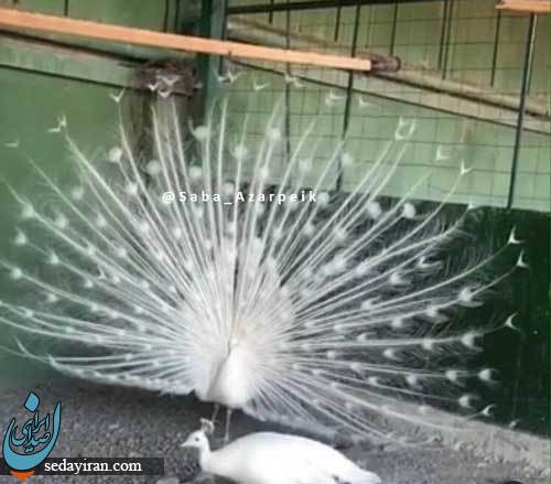 تصاویری از قصر دستیار بابک زنجانی
