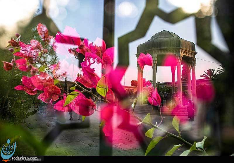 (تصاویر) به مناسبت روز بزرگداشت حافظ