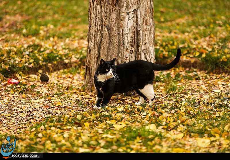 (تصاویر) پاییز در چهار باغ اصفهان