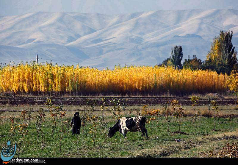(تصاویر) طبیعت پاییزی شهر الشتر - لرستان