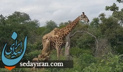۵ ساعت مبارزه زرافه خوش شانس با ۳ شیر در آفریقا