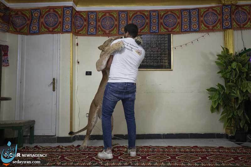 (تصاویر) آموزش شیر سیرک در خانه