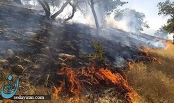 انسانها، مراتع را دود می کنند