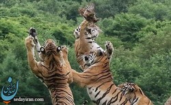 صحنه های دیدنی از ببر های سیبری