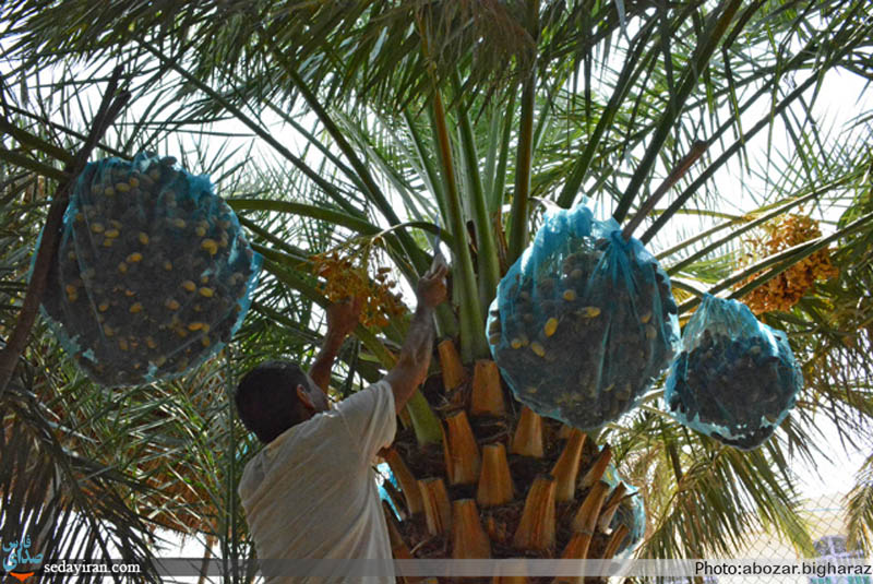 (تصاویر) نگاهی به روستای محروم و دور افتاده درز و سایبان/ در این سرای بی کسی، کسی به در نمی زند