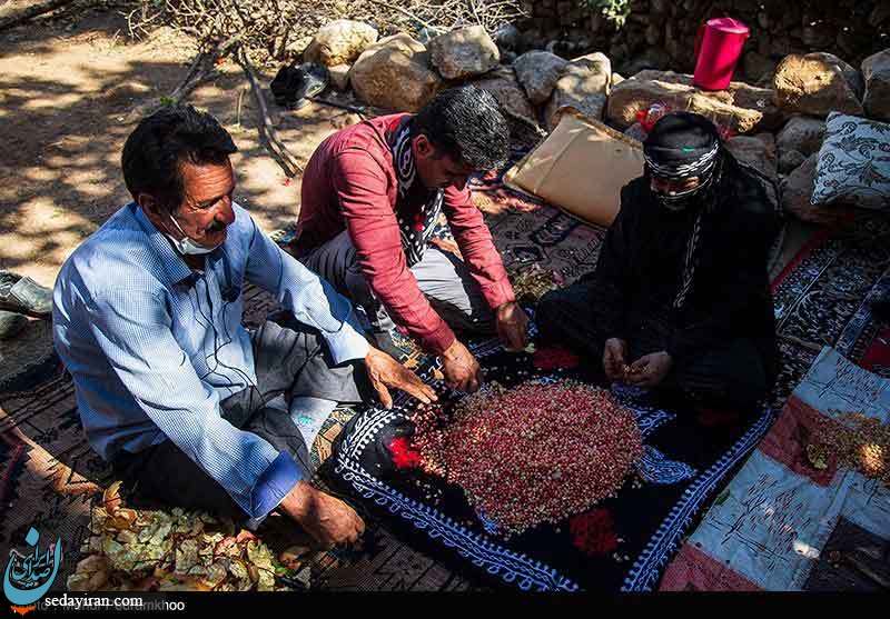 (تصاویر) آیین انار تکانی در روستای چنار - خوزستان