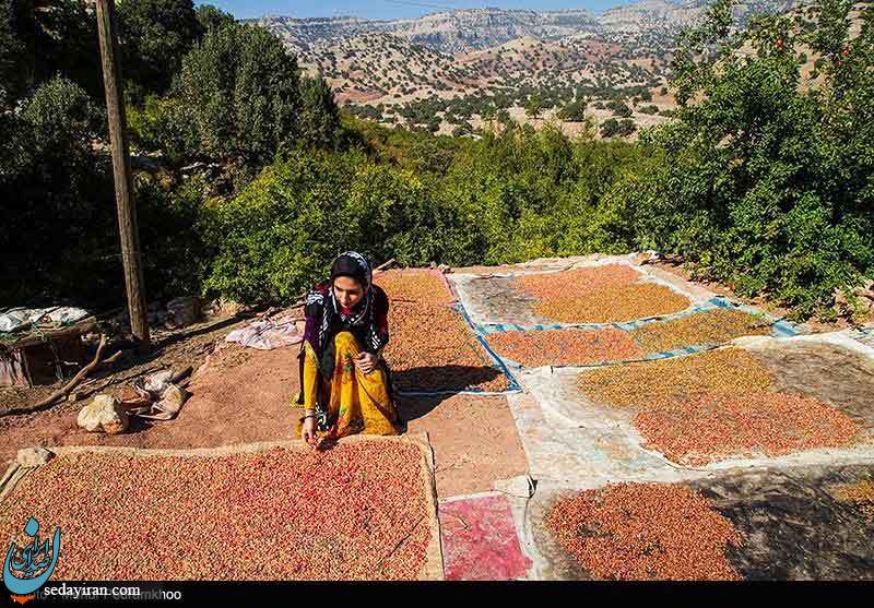 (تصاویر) آیین انار تکانی در روستای چنار - خوزستان
