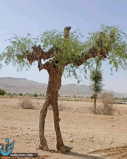 درخت انسان در سیستان! درخت انسان در سیستان!