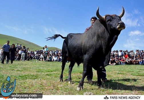 گاوبازی در شمال ایران!