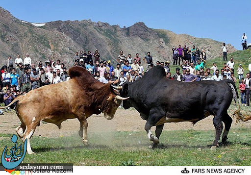 گاوبازی در شمال ایران!