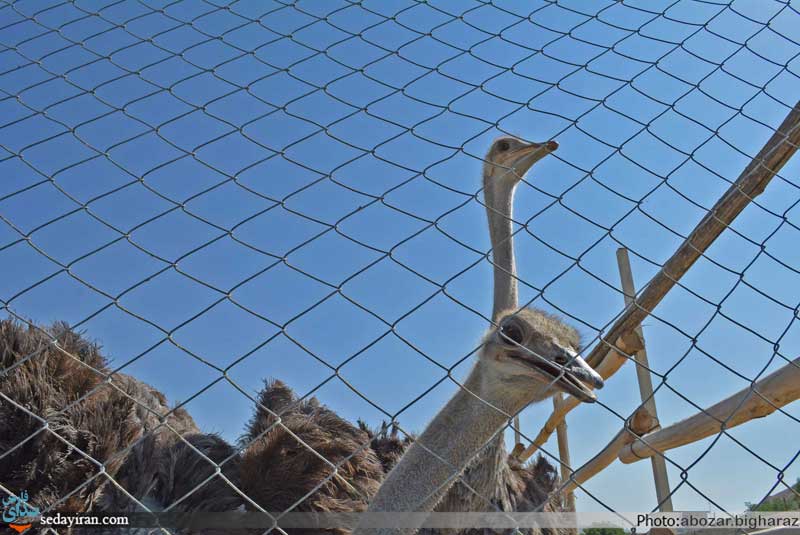 (تصاویر) بزرگترین مجموعه پرورش شتر مرغ در جنوب کشور _ لارستان