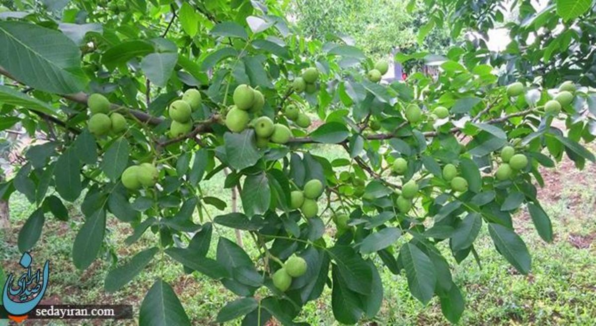 خرید پربارترین نهال گردو مقاوم به سرما و گرما از آریا نهال