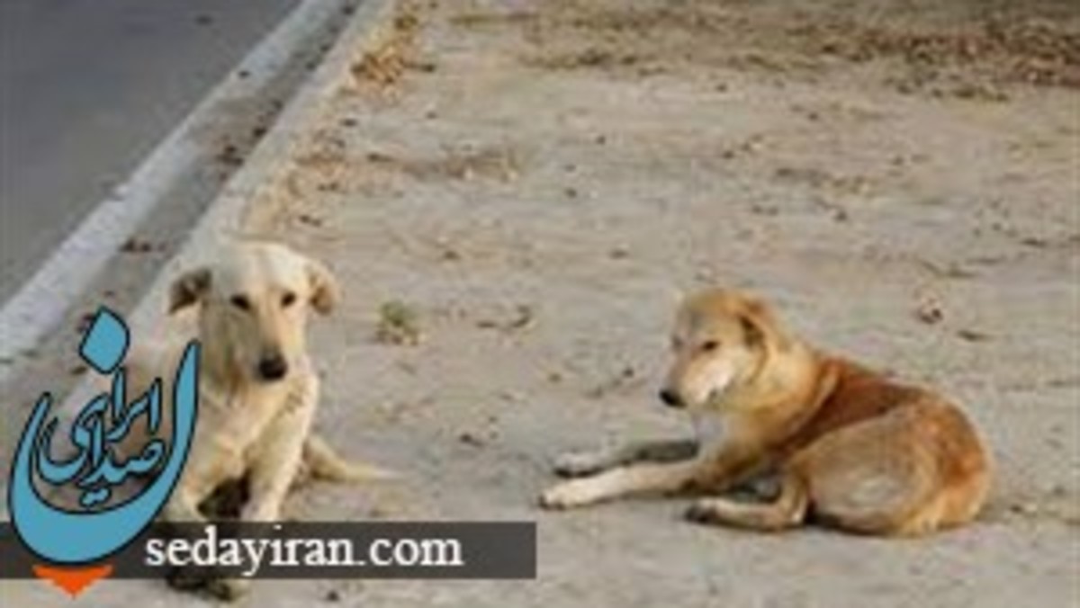 مرگ فوتبالیست جویباری در اثر حمله سگ ولگرد