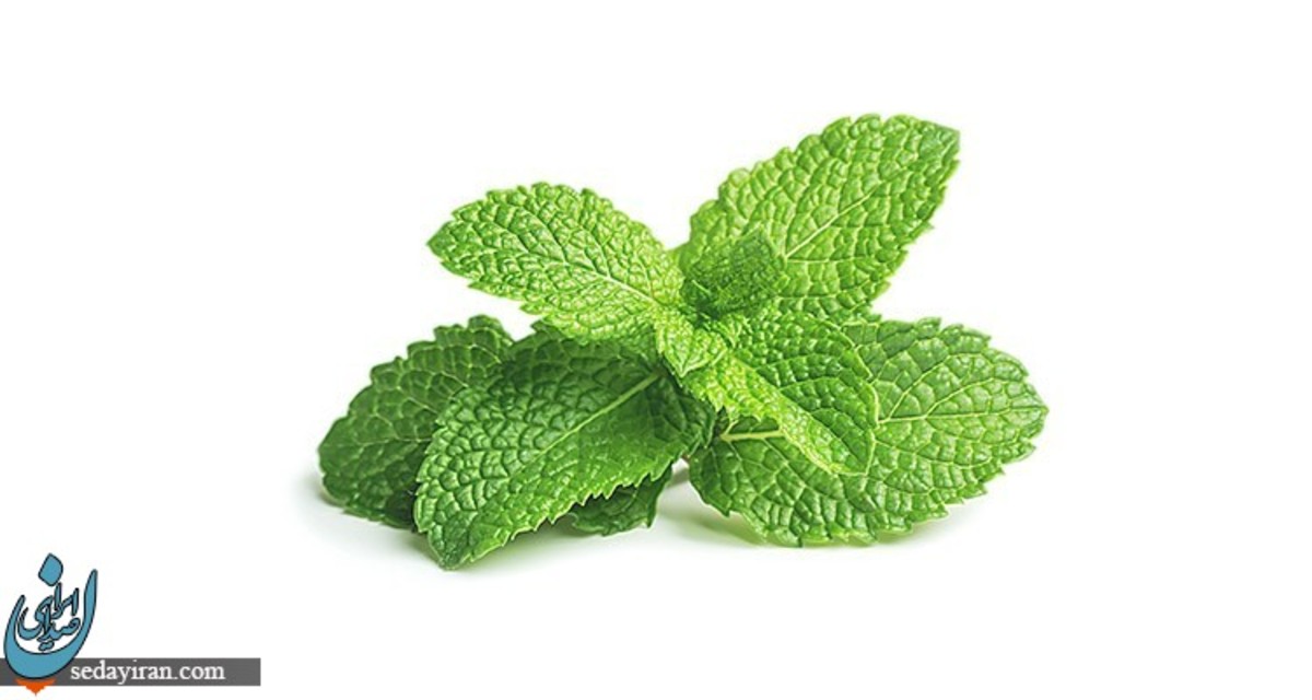 طبع نعناع چیست؟