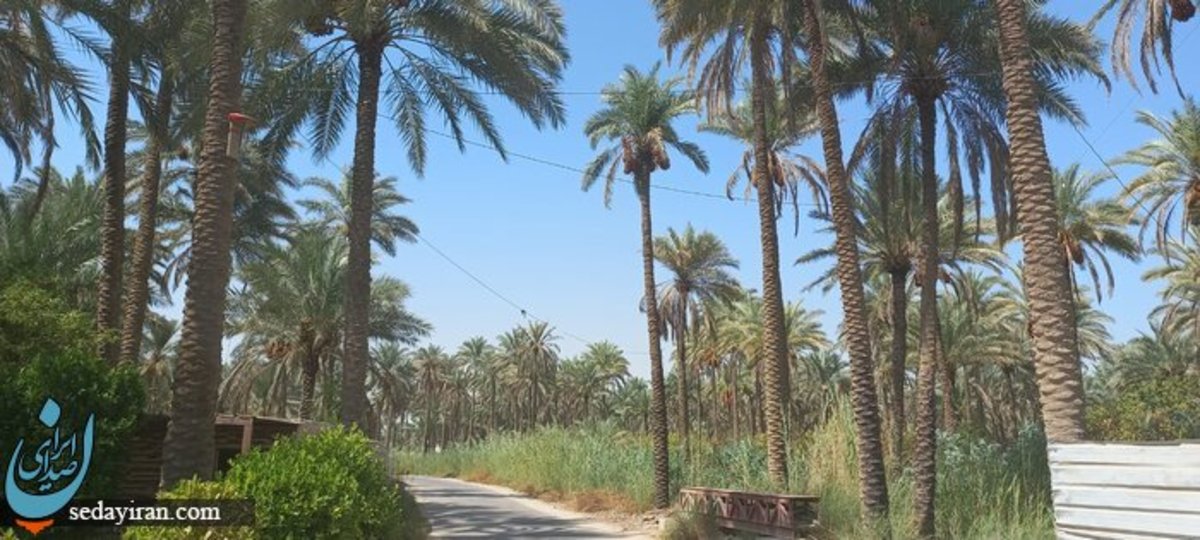 مشایه کجاست؟
