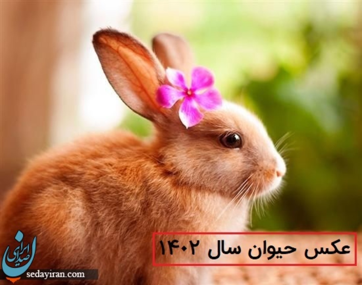 سال 1402 چه حیوانی است؟