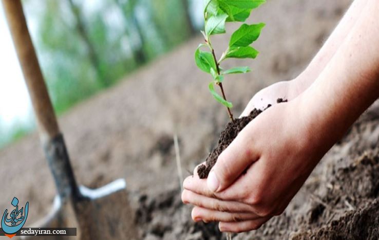 کسب درآمد چند 100 میلیونی برای فارغ التحصیلان کشاورزی با خرید نهال!