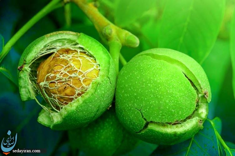 با احداث نهالستان و خرید نهال گردو و بادام، پول پارو کن!