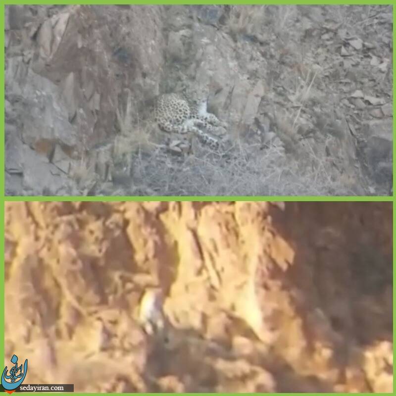 مشاهده ۲ قلاده پلنگ در زنجان / عکس