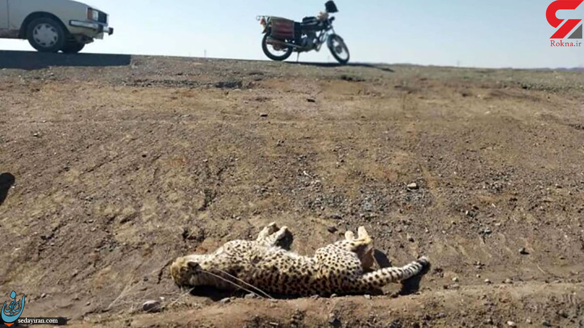 یوزپلنگی که در سمنان تلف شد 3 قلو باردار بود