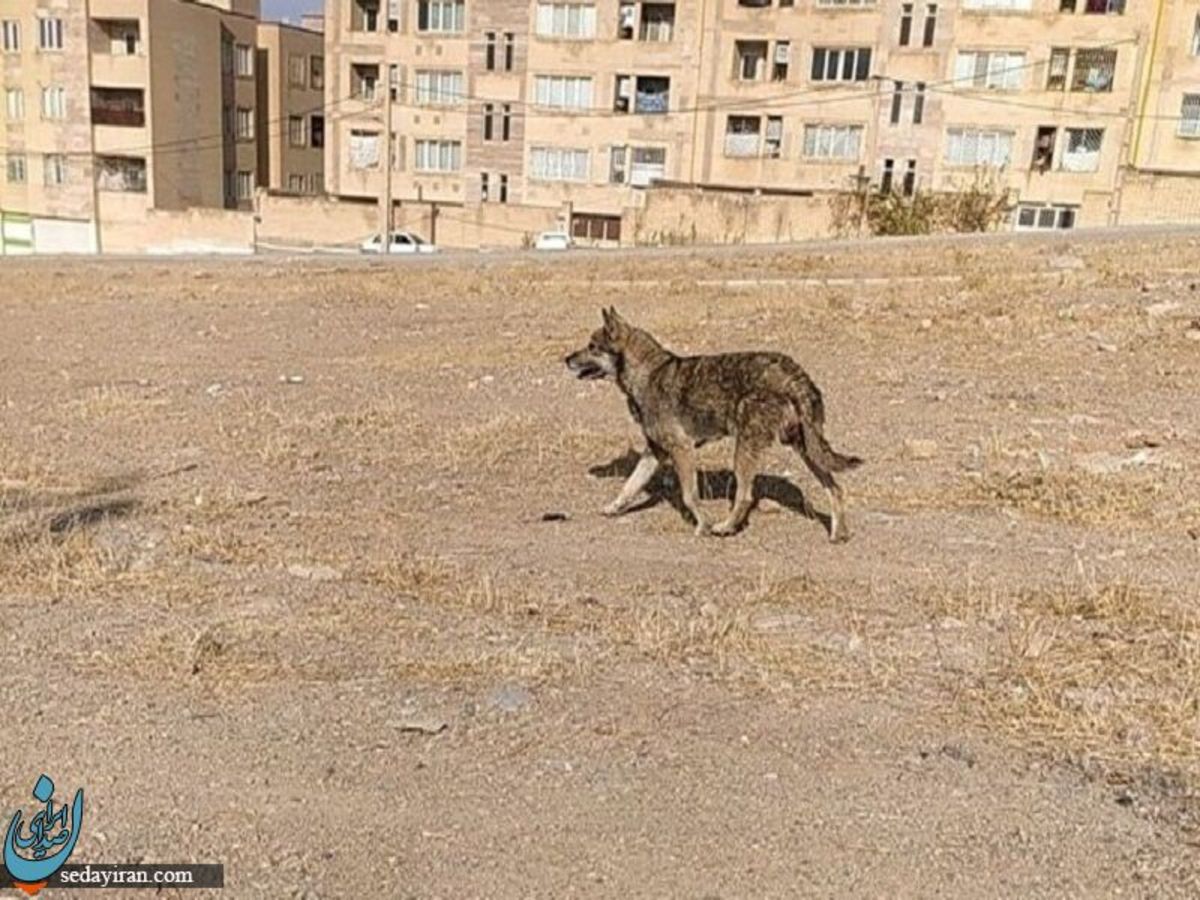 حمله گرگ جان کودک ۸ ساله را در تبریز گرفت