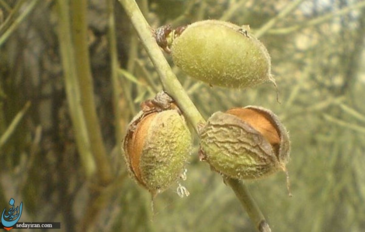 خواص اعجاب انگیز مغز الوک یا بادام کوهی
