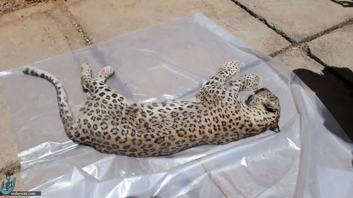 علت مرگ پلنگ دنا اصابت گلوله اعلام شد