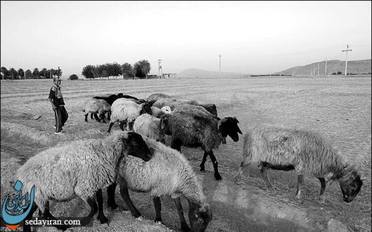 قتل چوپان ایرانی توسط مرزبانان ترکمنستان گم شدن یکی از گوسفندها به قیمت جانش تمام شد