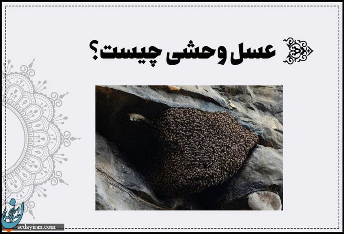 عسل وحشی چیست؟ + 4 خواص آن