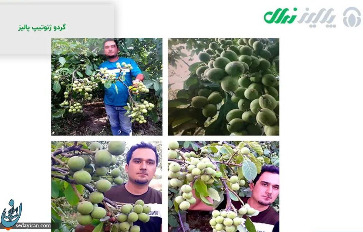 اثرات منفی صمغ قرمز درخت گردو